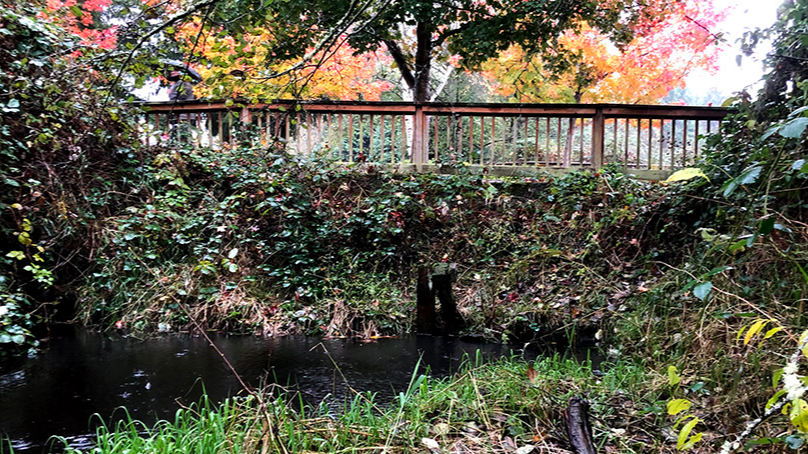 Photo of Kelsey Creek north of the Lake Hills Greenbelt