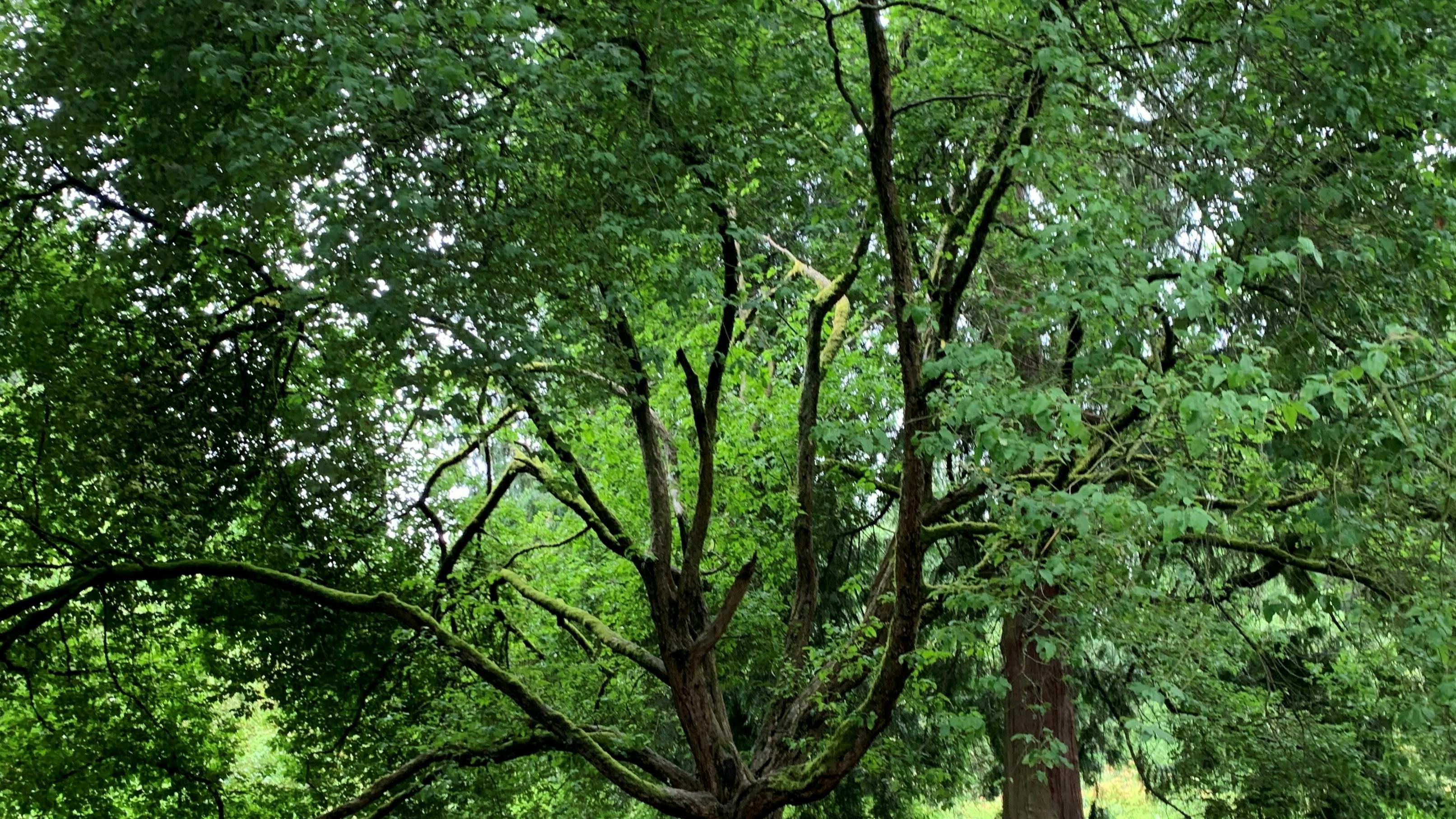 Large Tree