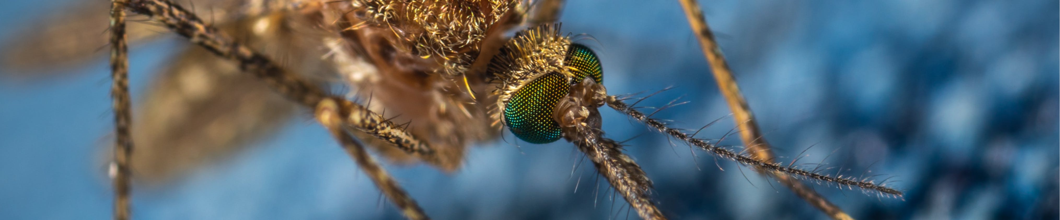 mosquito
