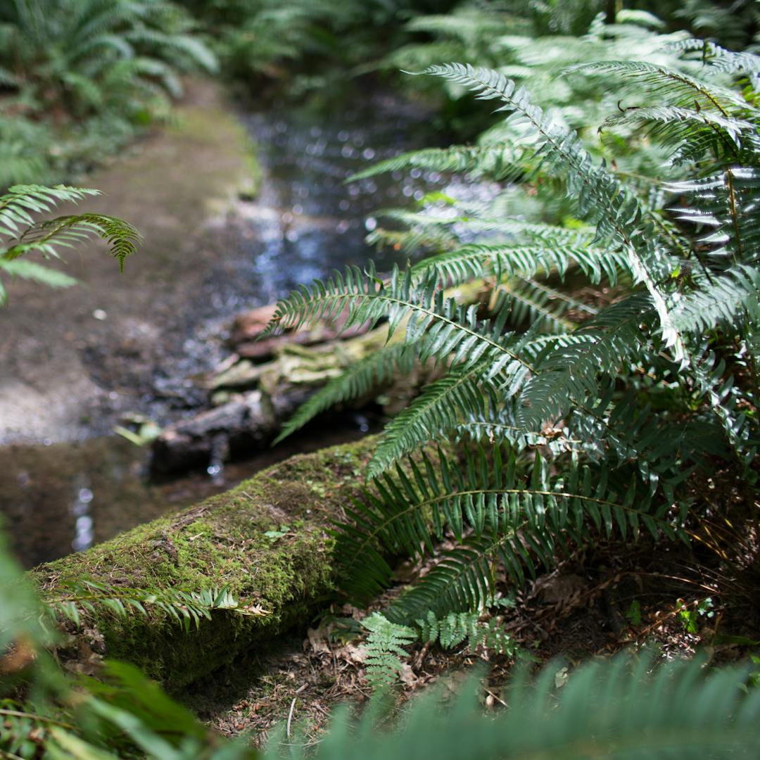 Ferns by a creek