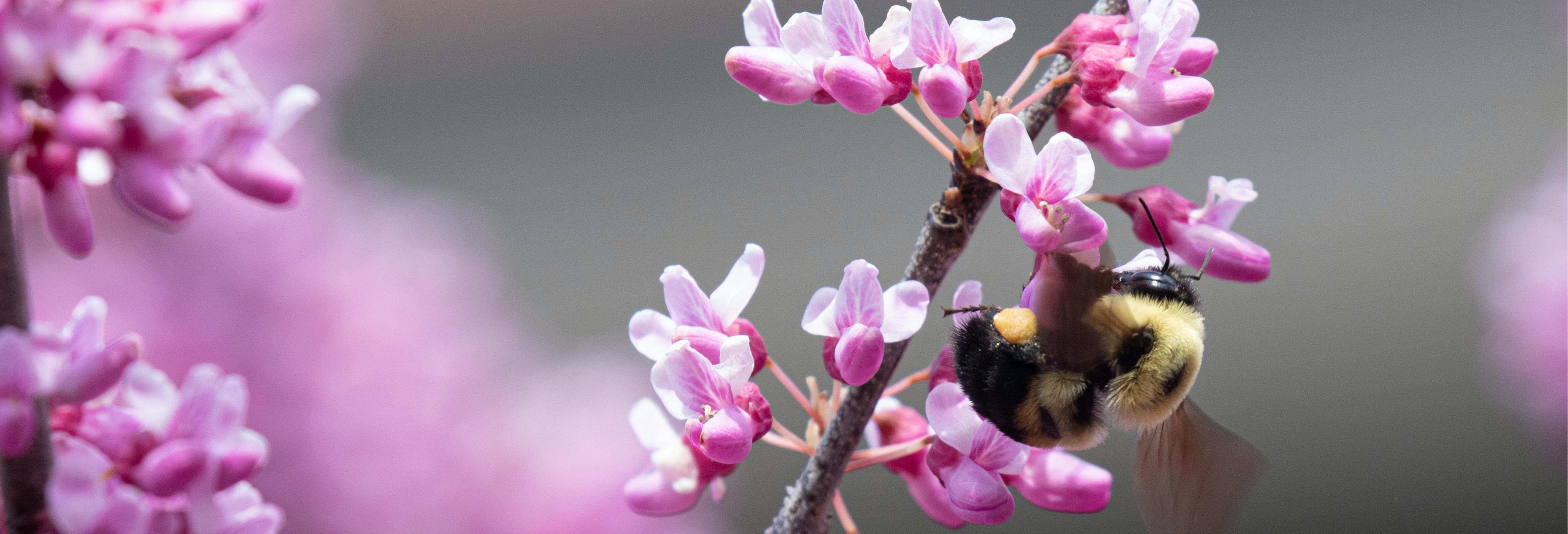 Brown-belted bumble bee pollinates a redbud flower