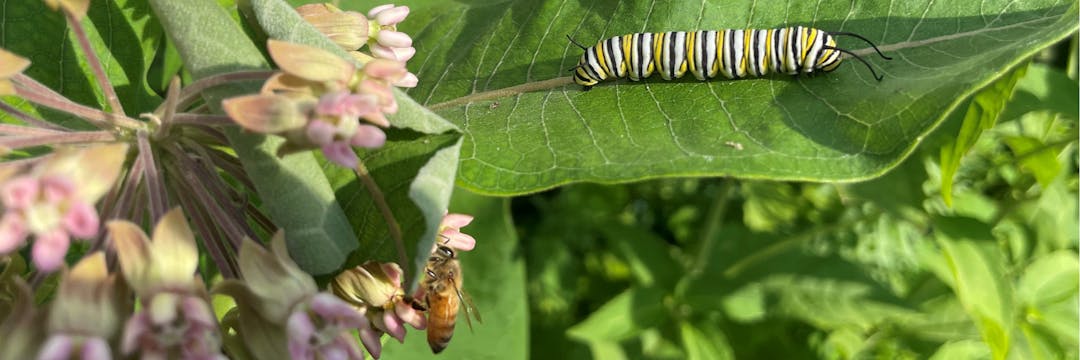 A monarch caterpillar crawls along a blooming milkweed leaf