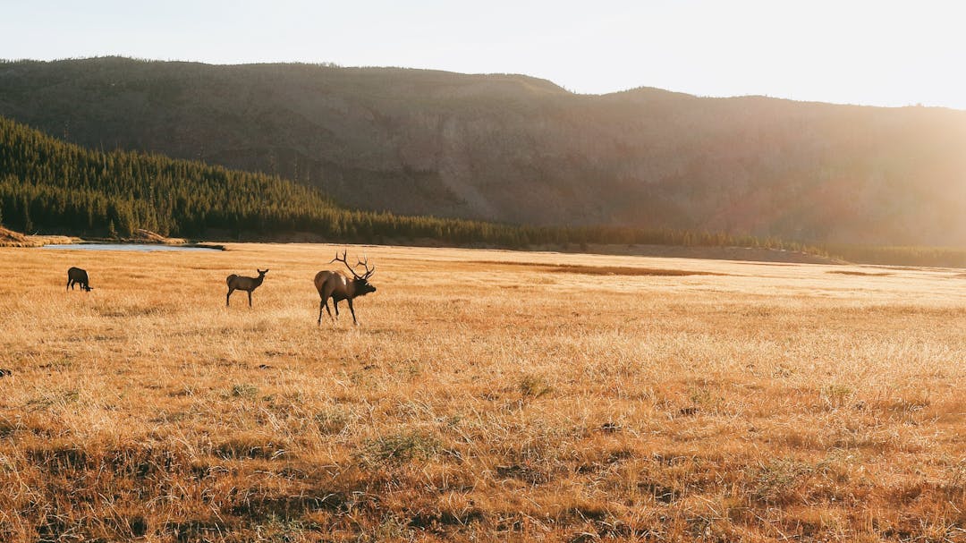 photo of three elk in a valley at the base of a mountain range at sunset