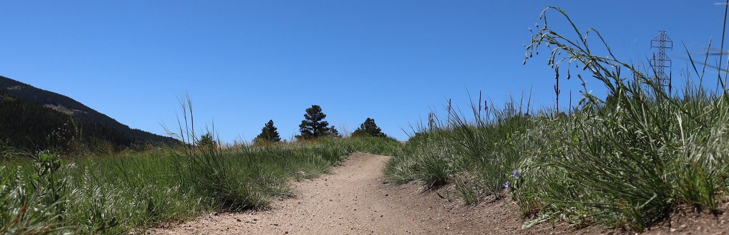 Close up picture of Clear Creek County Floyd Hill Open Space Meadow Trail