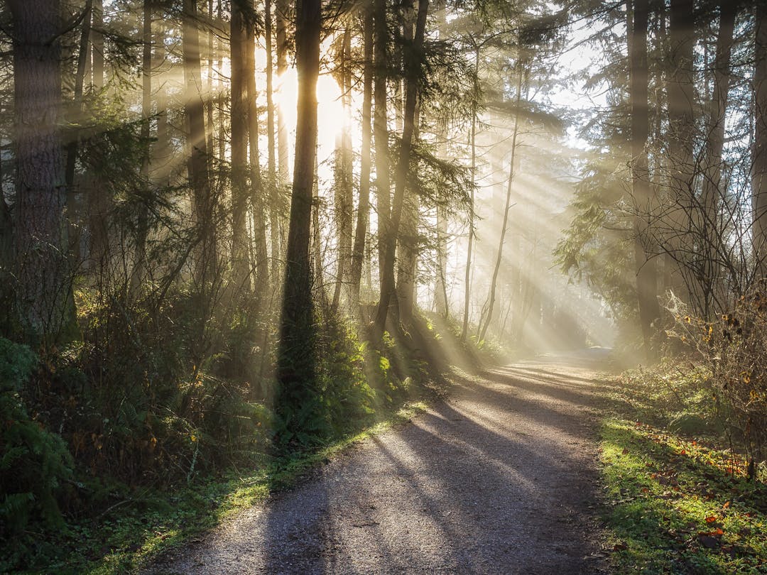 Gravel trail through a forest with sun shining through the trees