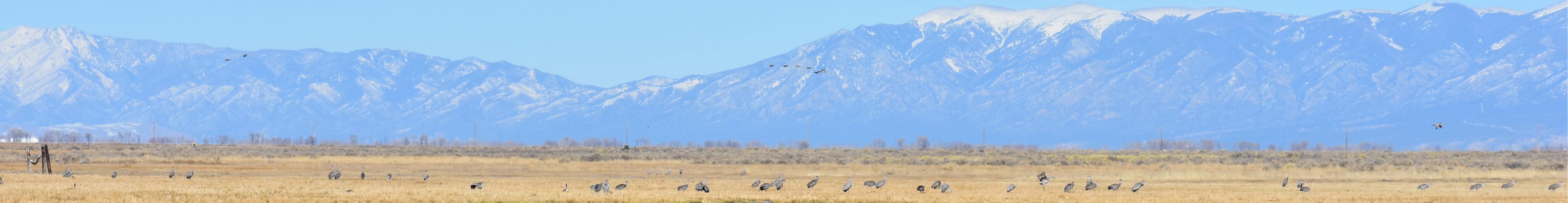 Mountains and prairie with cranes