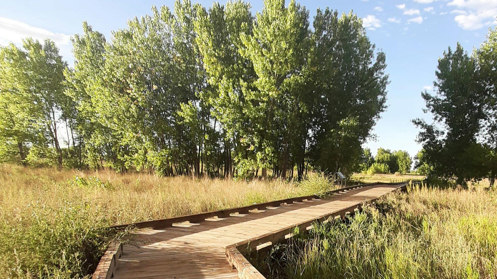 wood walking trail surrounded by tall grass and trees