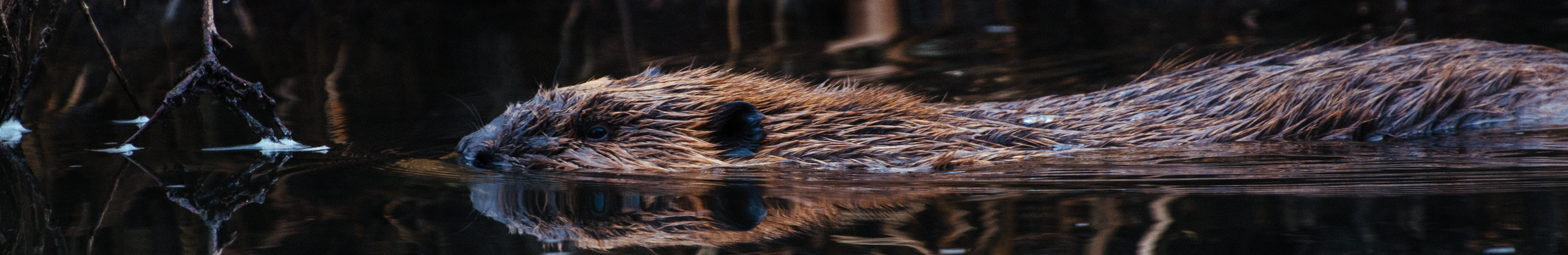 Beaver swimming through a pond