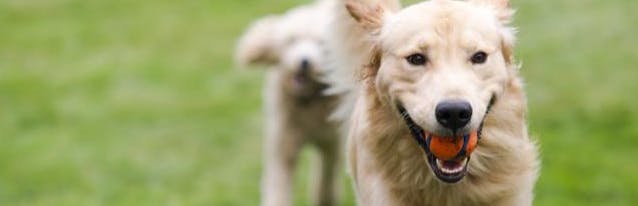Golden dog running with ball in it's mouth in an open field with another dog happily chasing behind