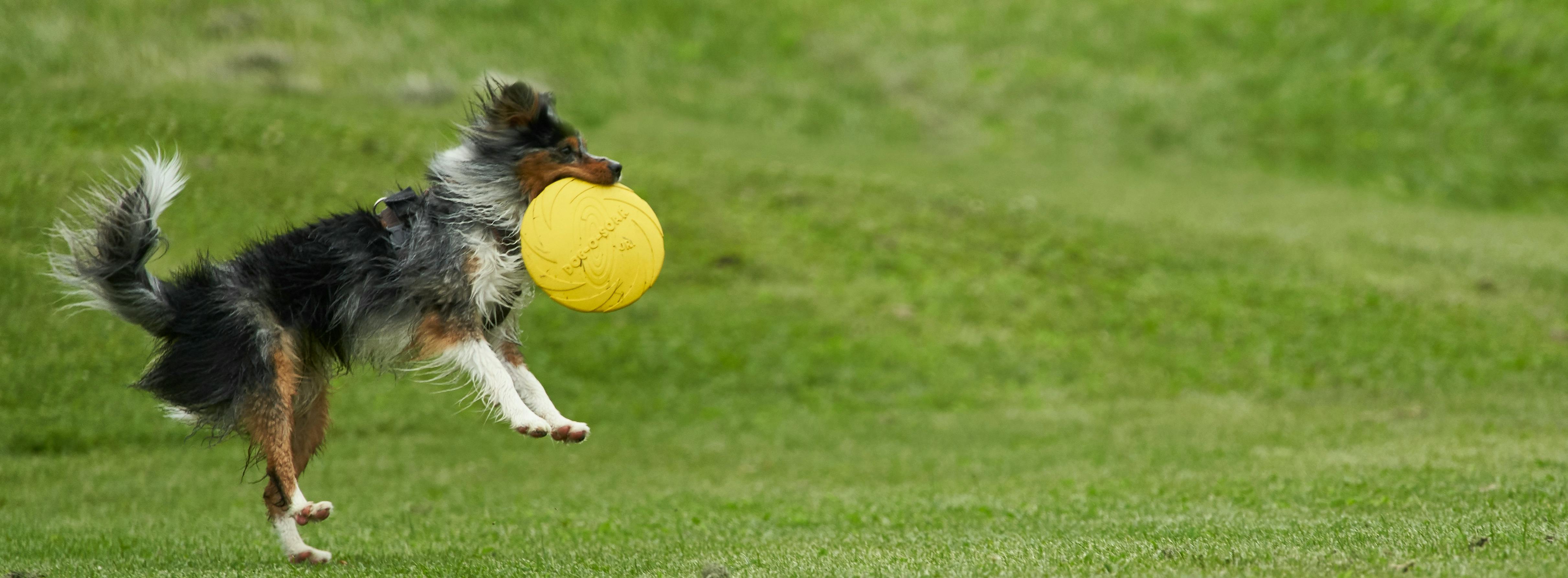 A dog in a green grassy background leaps in the air to catch a yellow ball