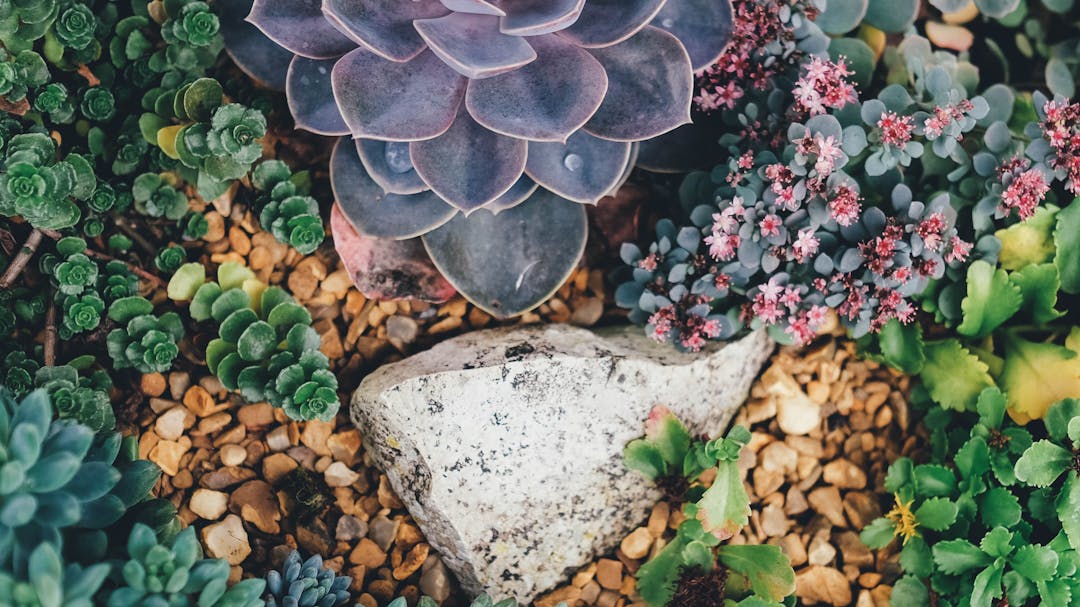 A variety of succulents are growing around a teardrop shaped white stone.