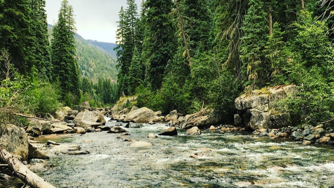 A large stream flowing through boulders with tall evergreens lining the banks.