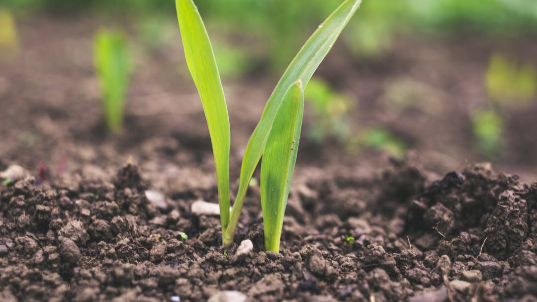 New blades of grass emerge from the soil.