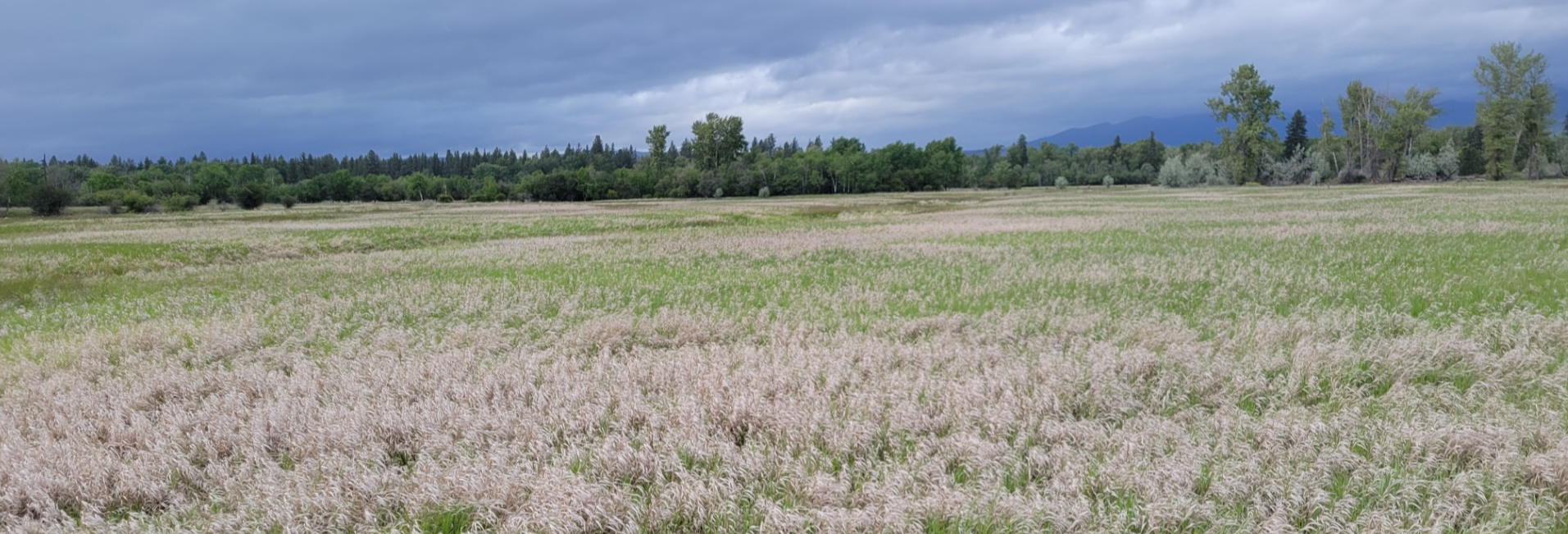 Image of property near Buckhouse Bridge in Missoula with grass, trees and clouds