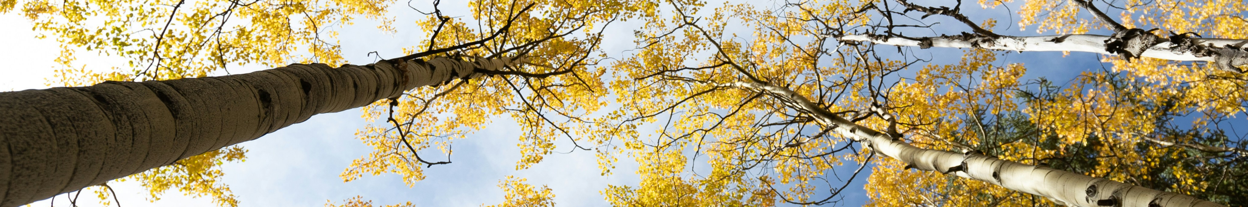 Looking at the sky through golden aspens.