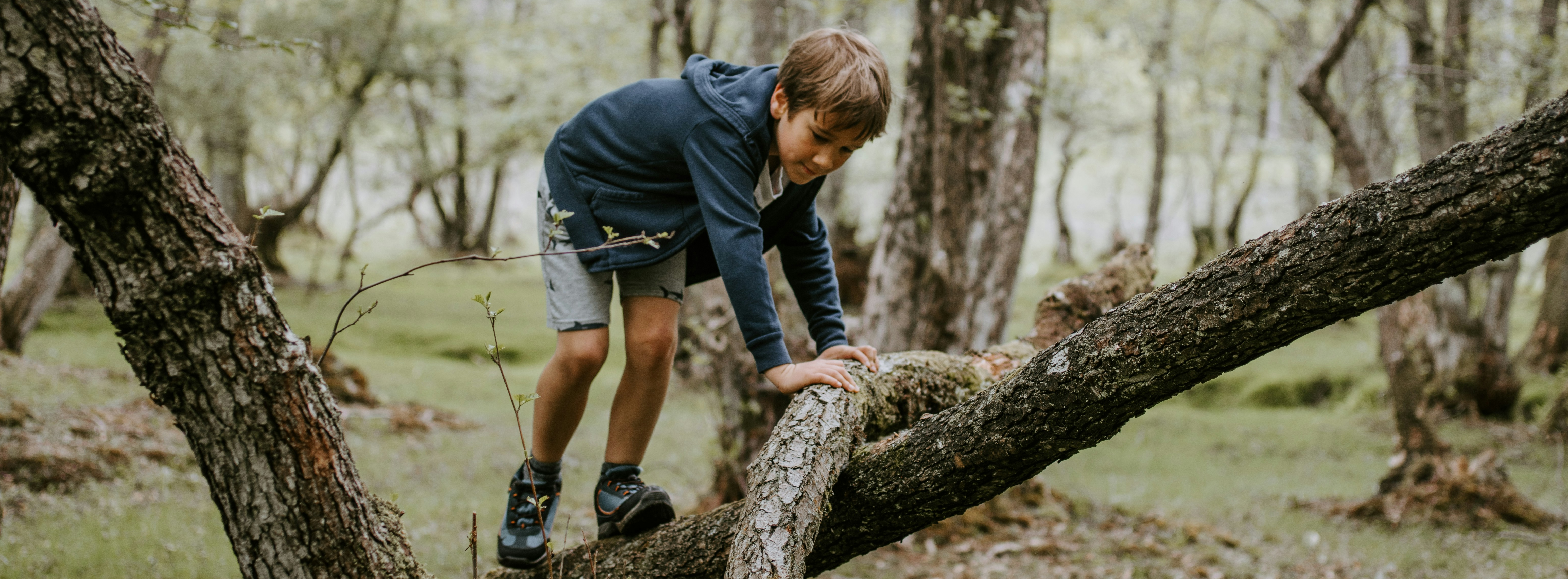 A dog in a green grassy background leaps in the air to catch a yellow ball