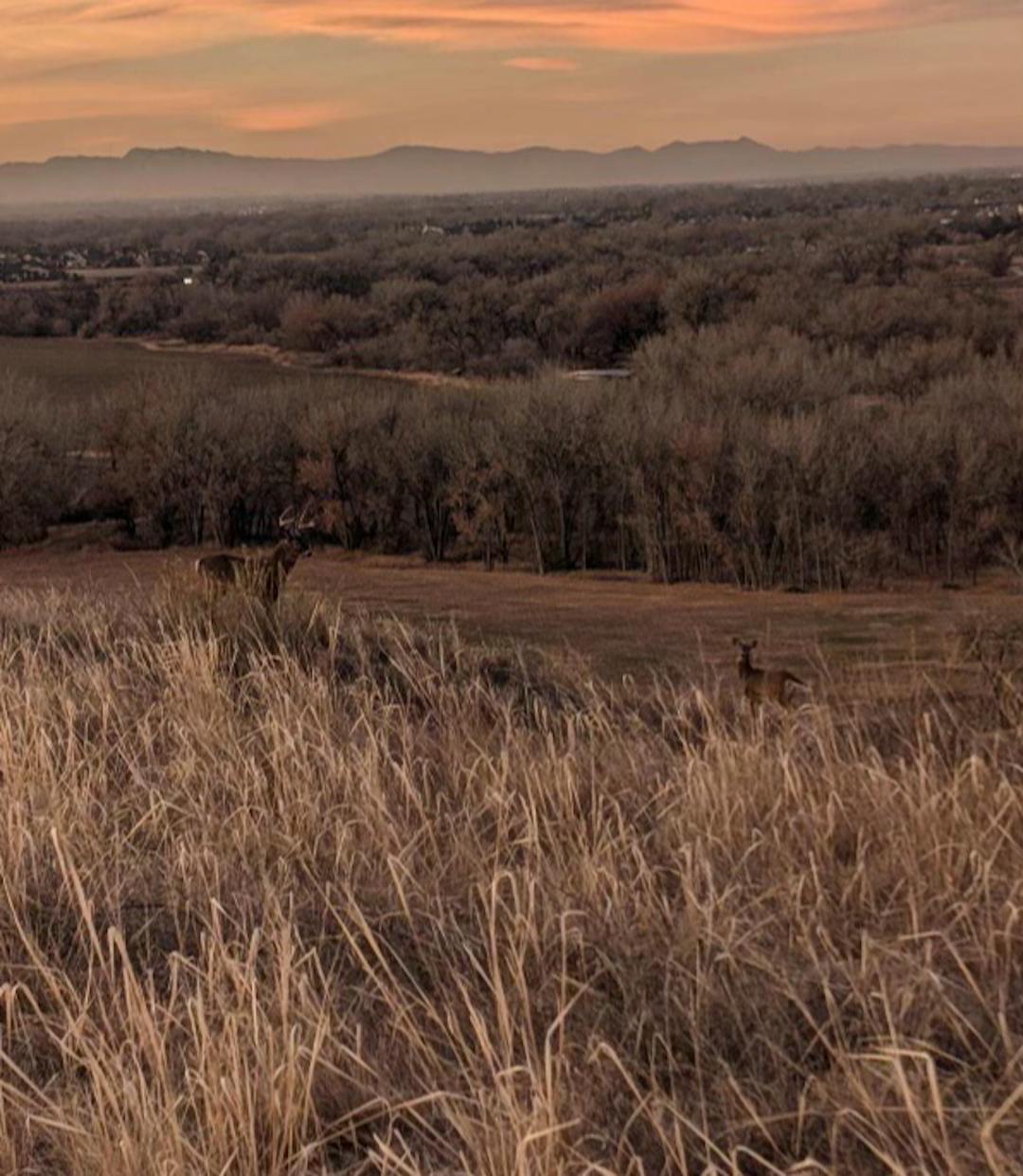 Grassy plains with a cliff and trees at sunset