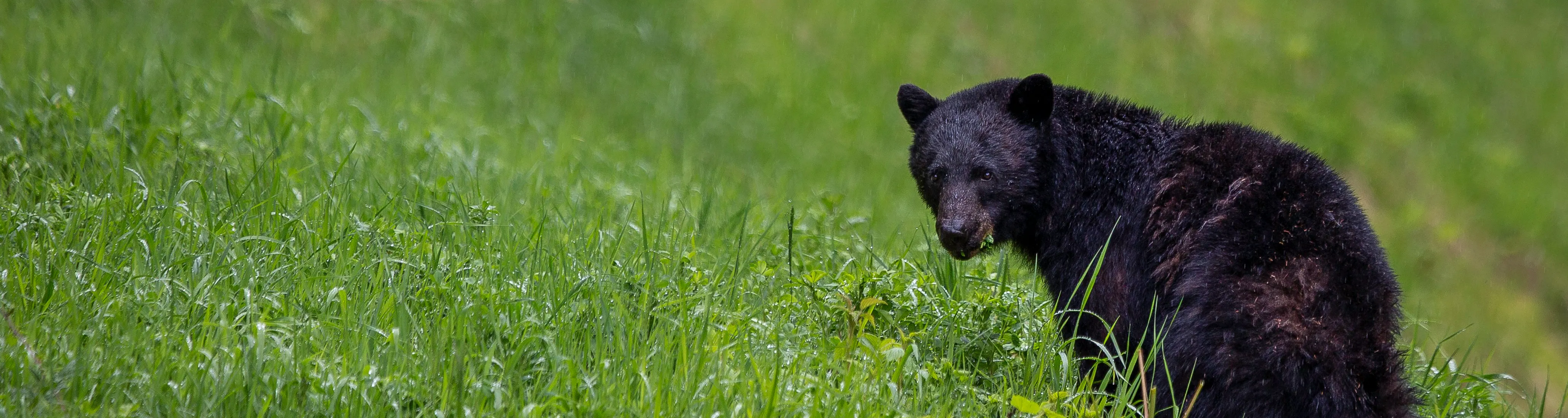 Black bear with greenery in the background 