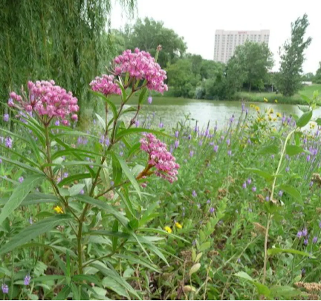 Swamp milkweed and other native wildflowers beside the pond at Green Circle Park, with office buildings in the background