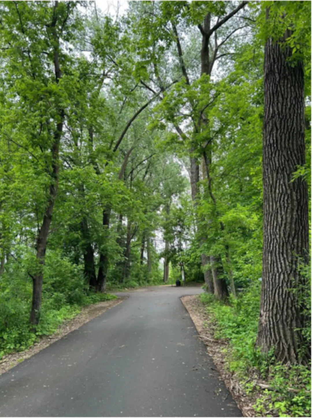 Path leading into Jidana Park through a woodland