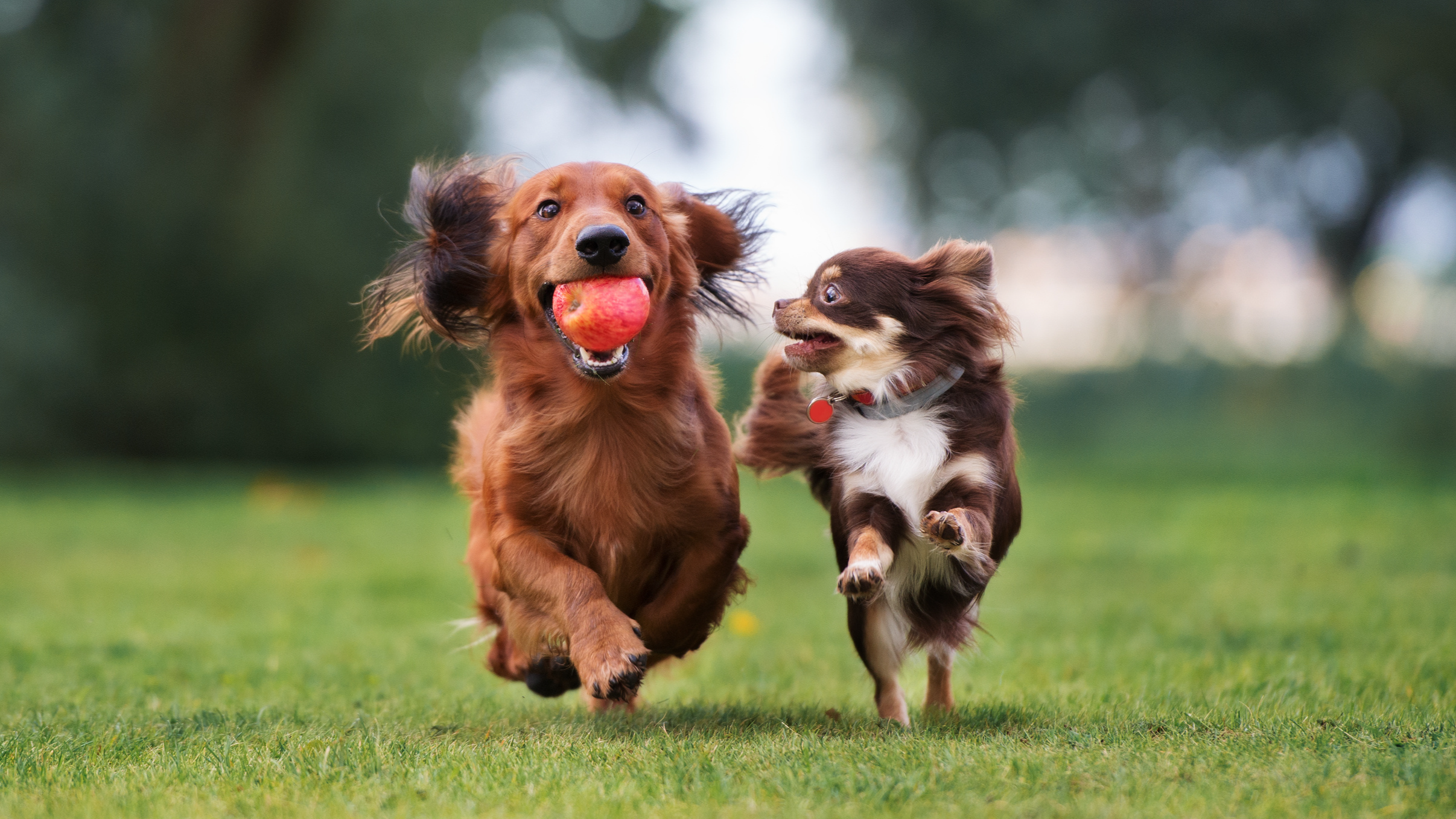 Two dogs in a green grassy background running