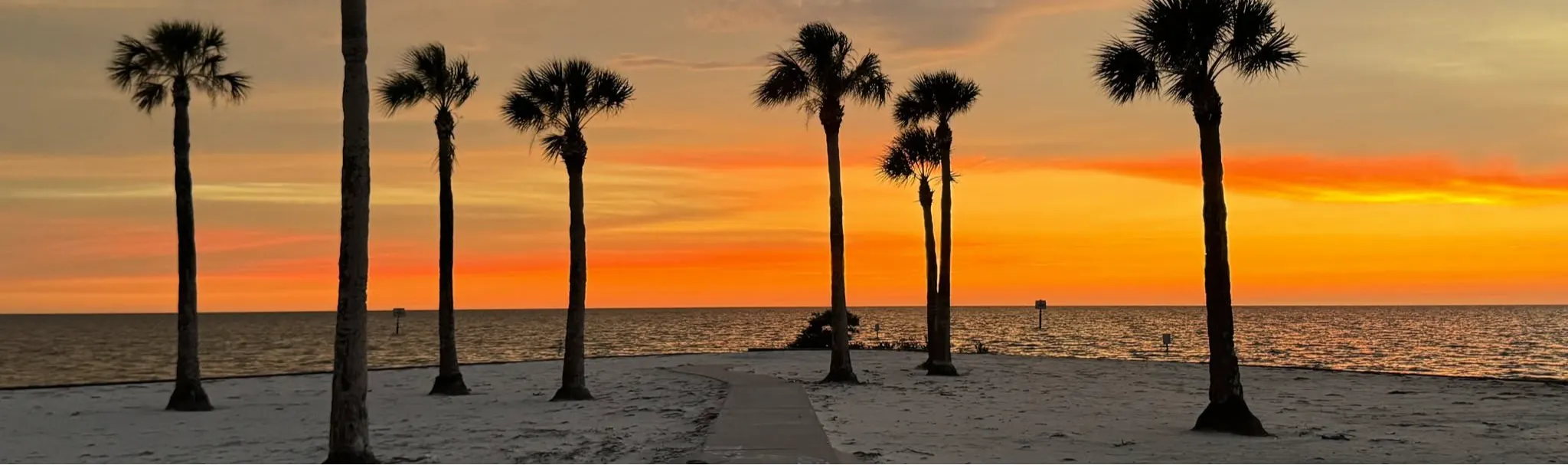 Palm trees at the beach