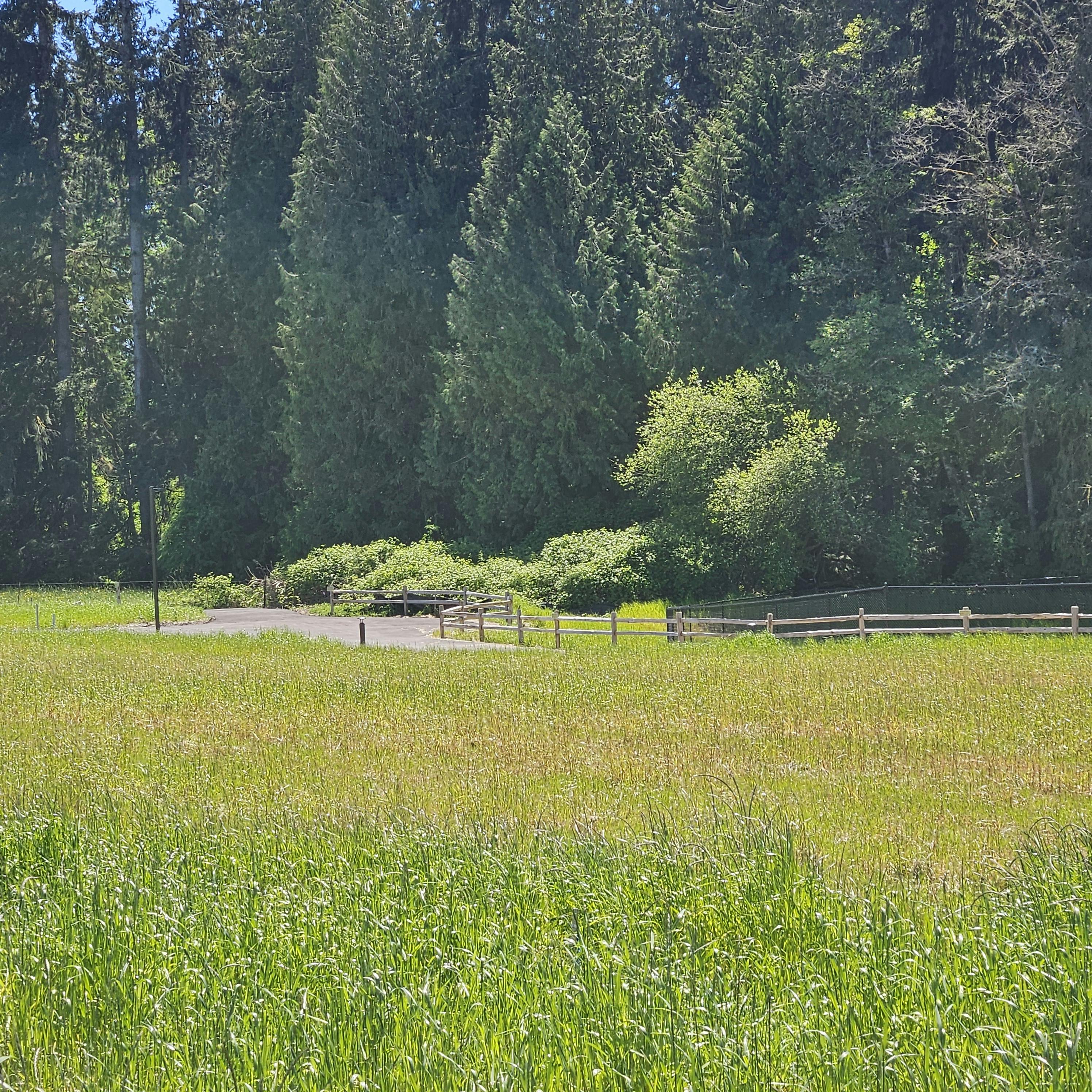 A paved path with a field on one side and tall evergreen trees on the other.