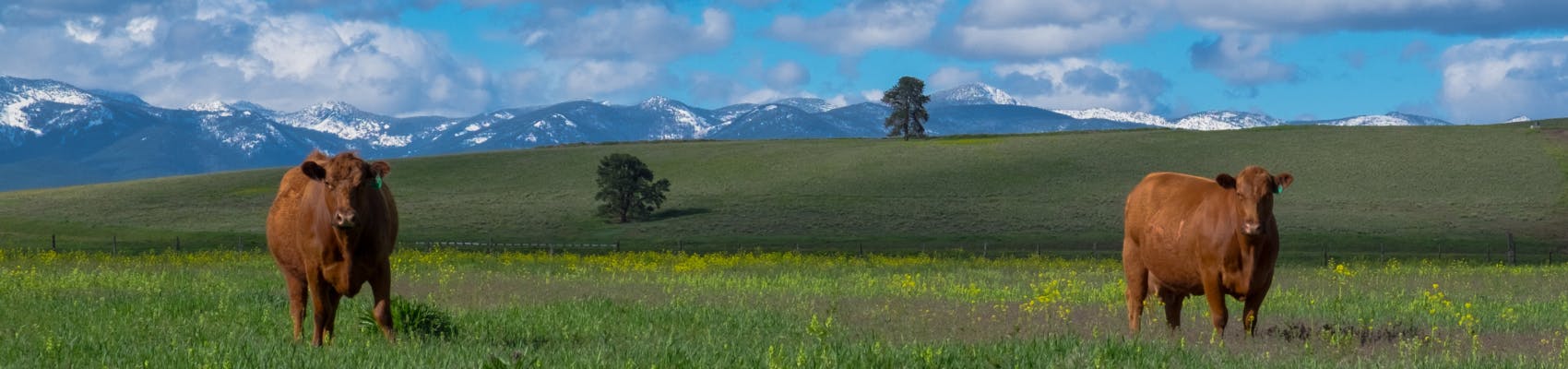 View of two brown cows on grassy field in Missoula County with mountains in distance