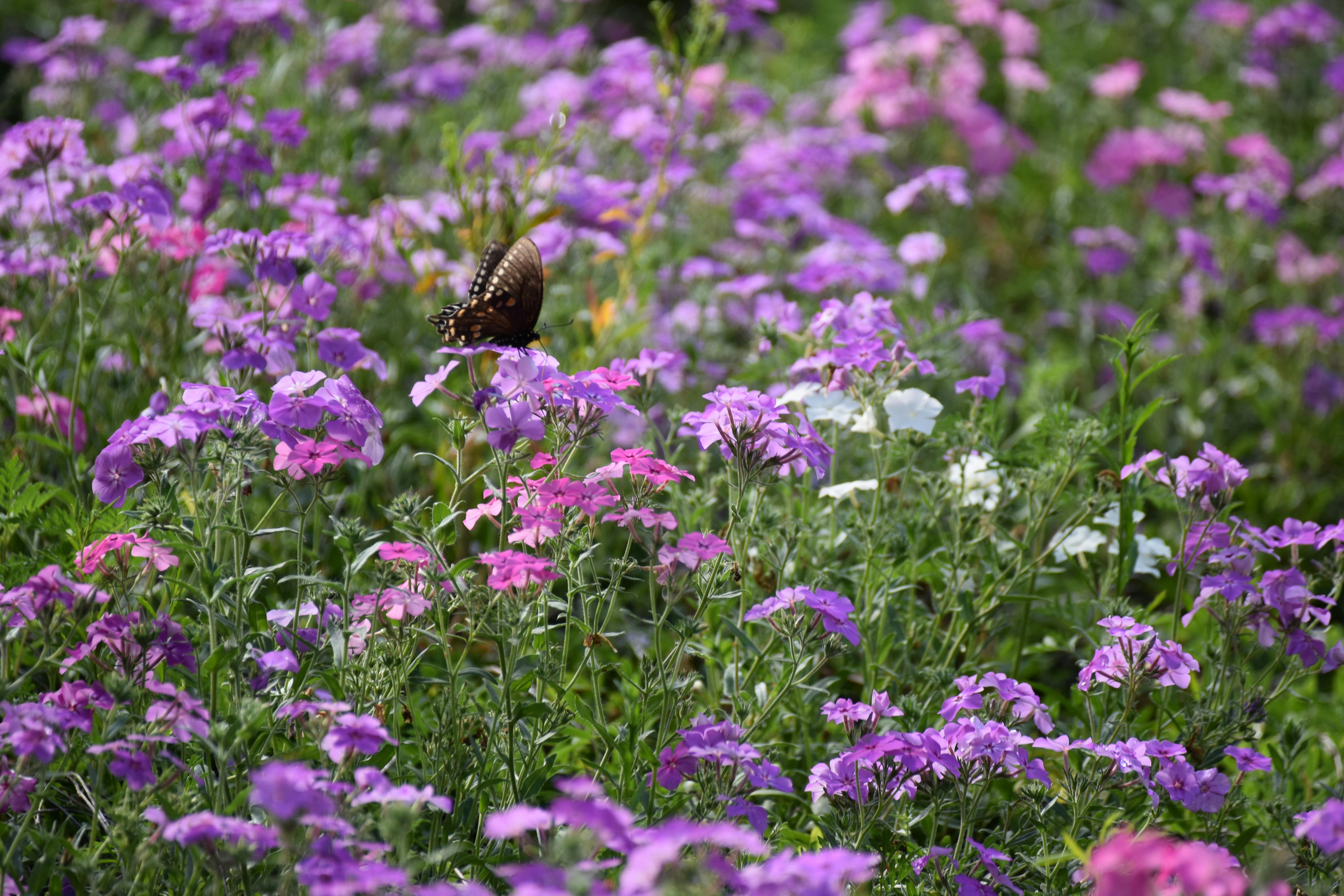 Phlox (115).JPG