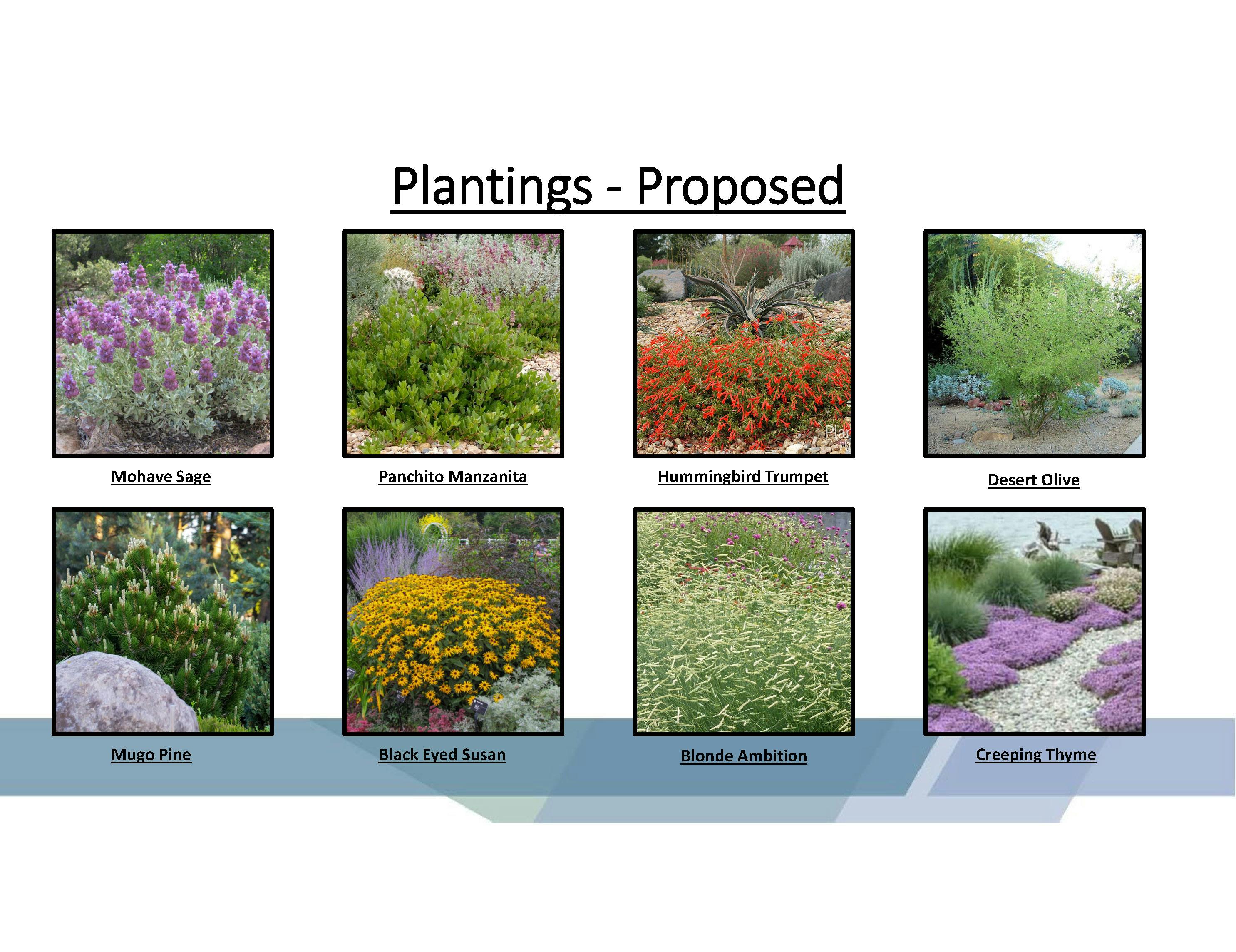 Proposed Plantings