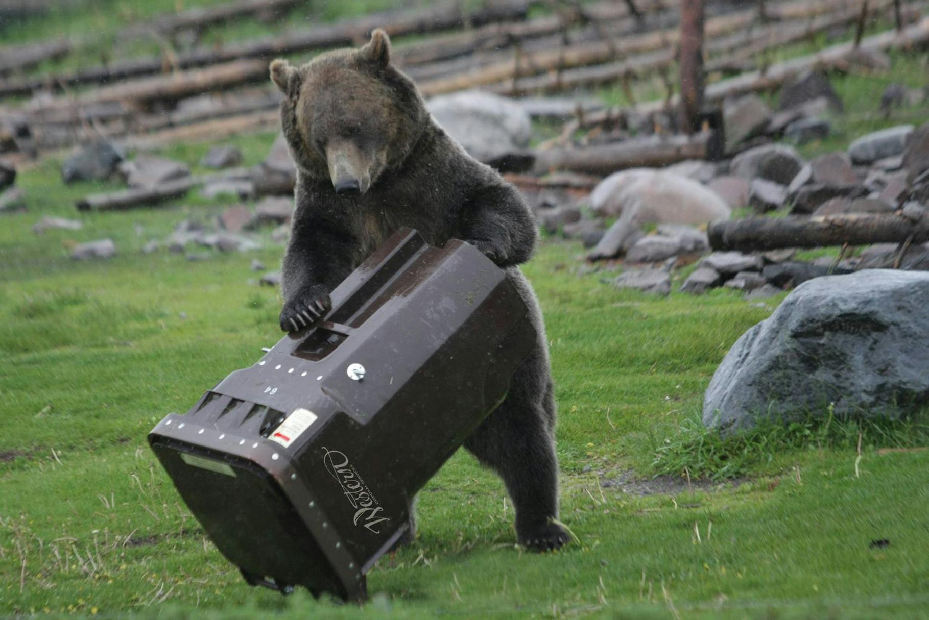 bear-testing-garbage-cart