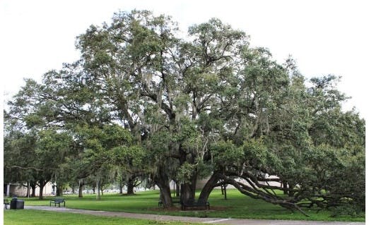 Live Oak