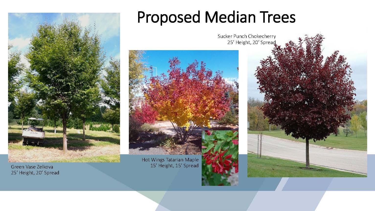 Median Trees