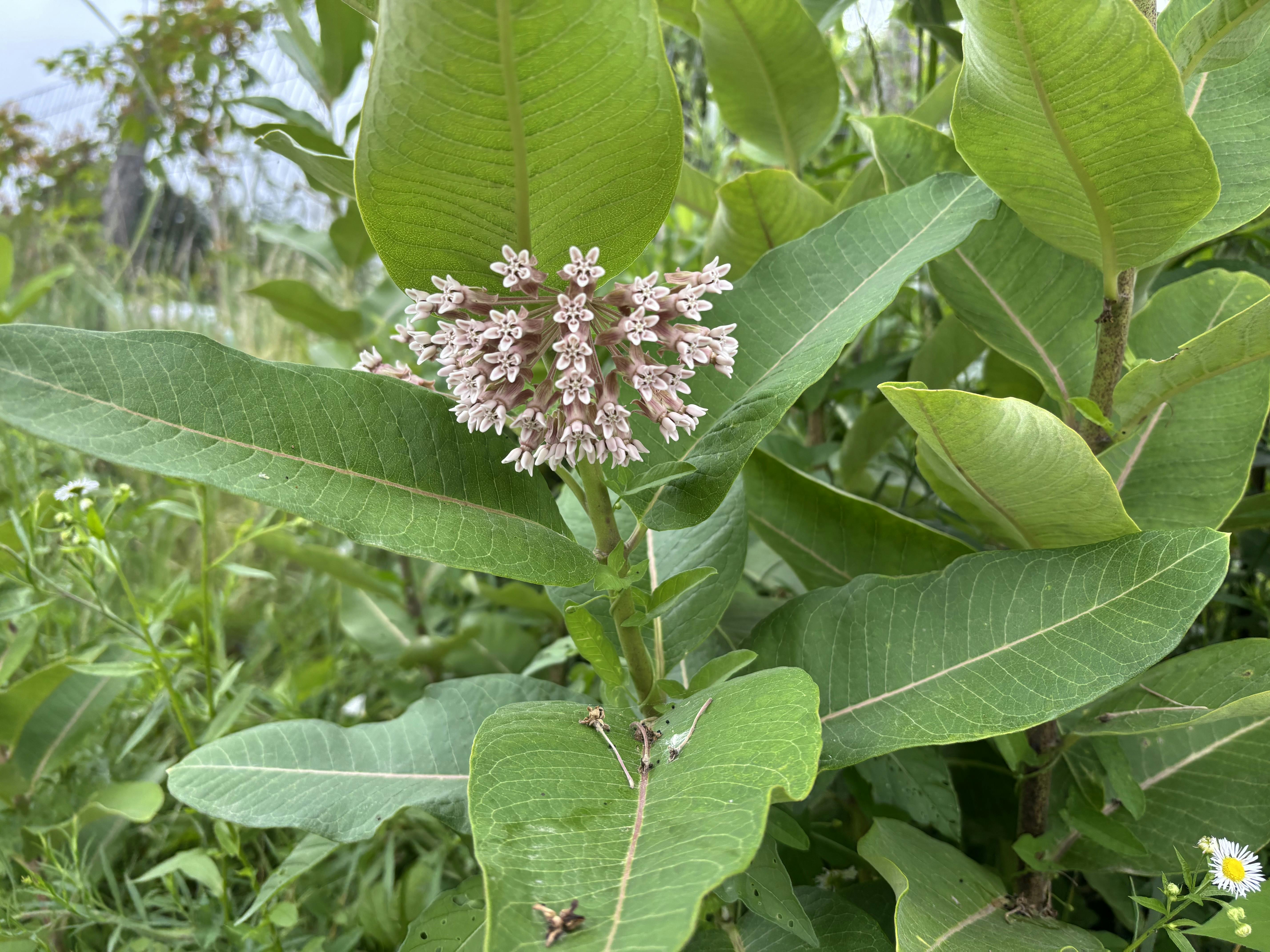 Common Milkweed in Bloom!