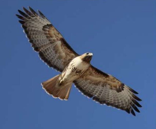 raptor - Cheri Atkinson.jpg