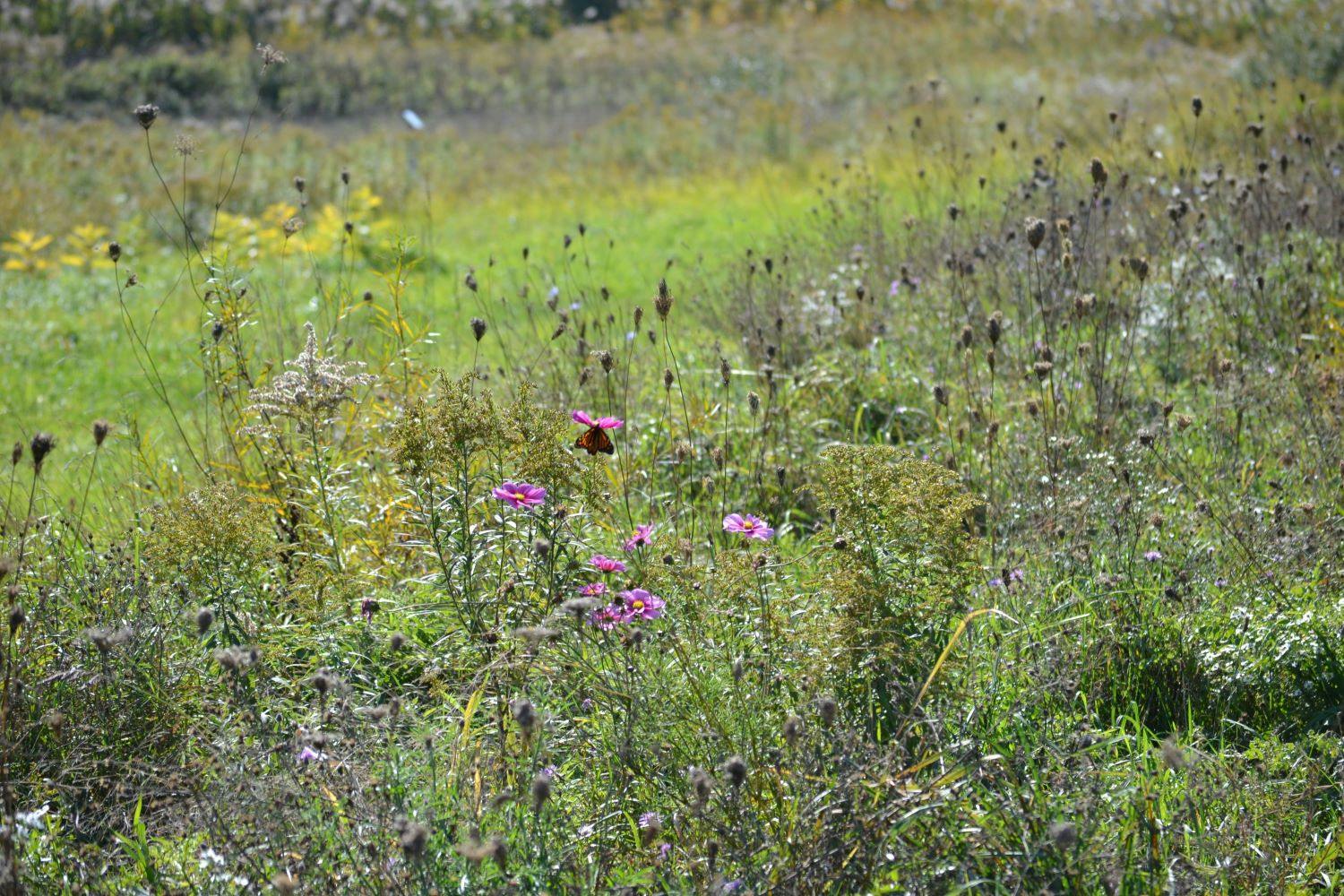 Natural landscape- wild flower