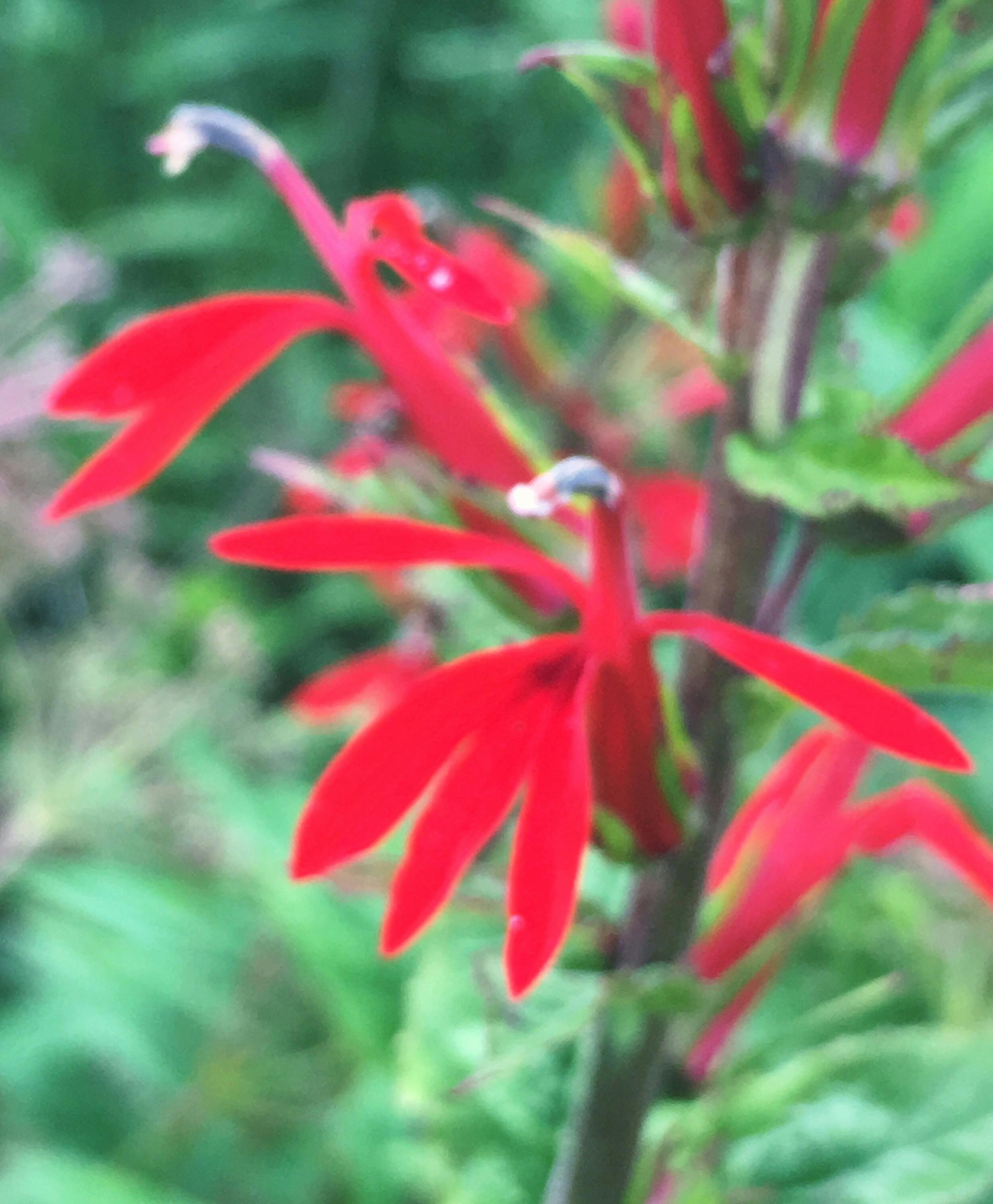 Cardinal Flower - Lobelia cardinalis provides nectar for  Hummingbirds