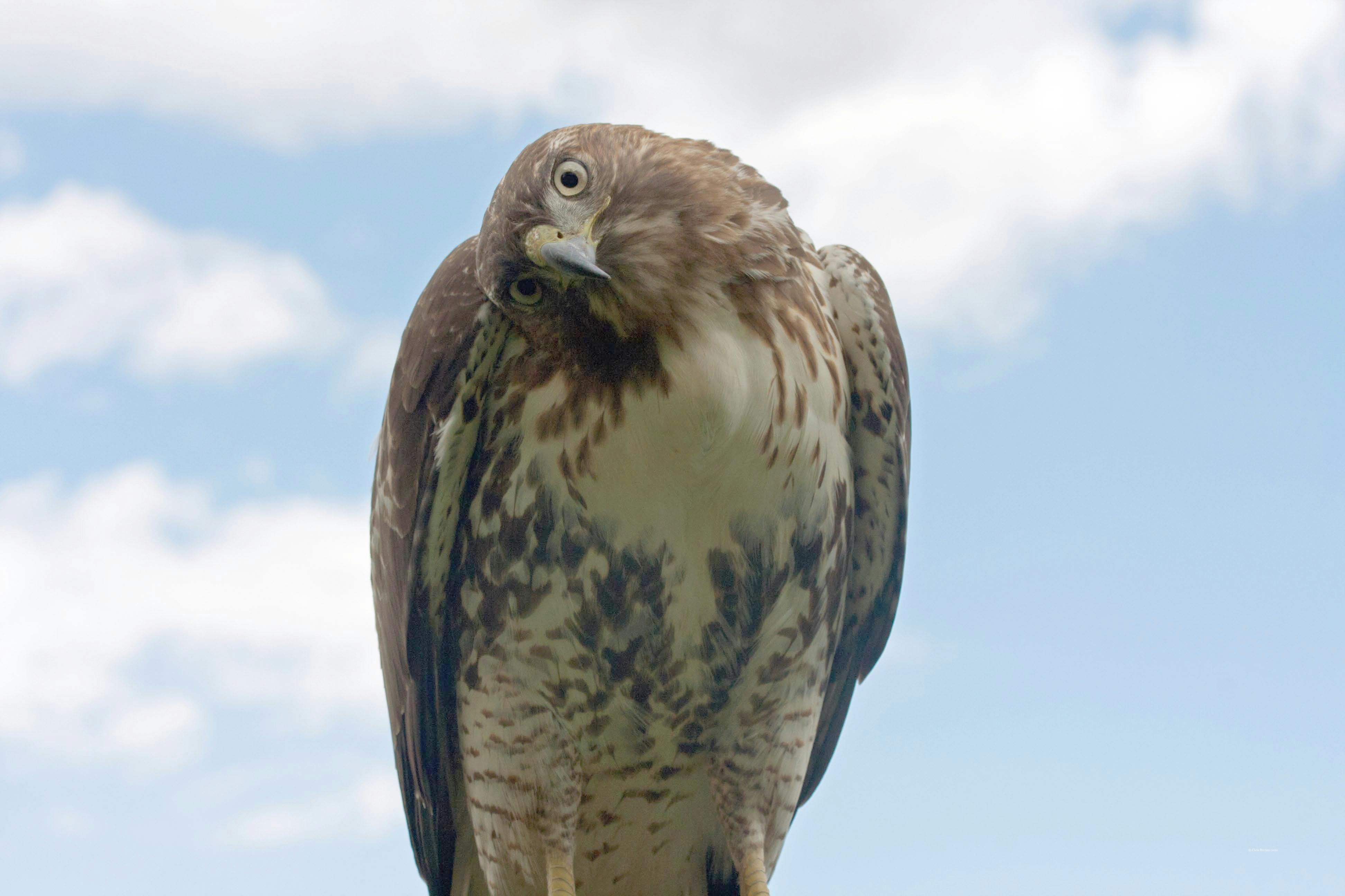 Red-Tailed Hawk