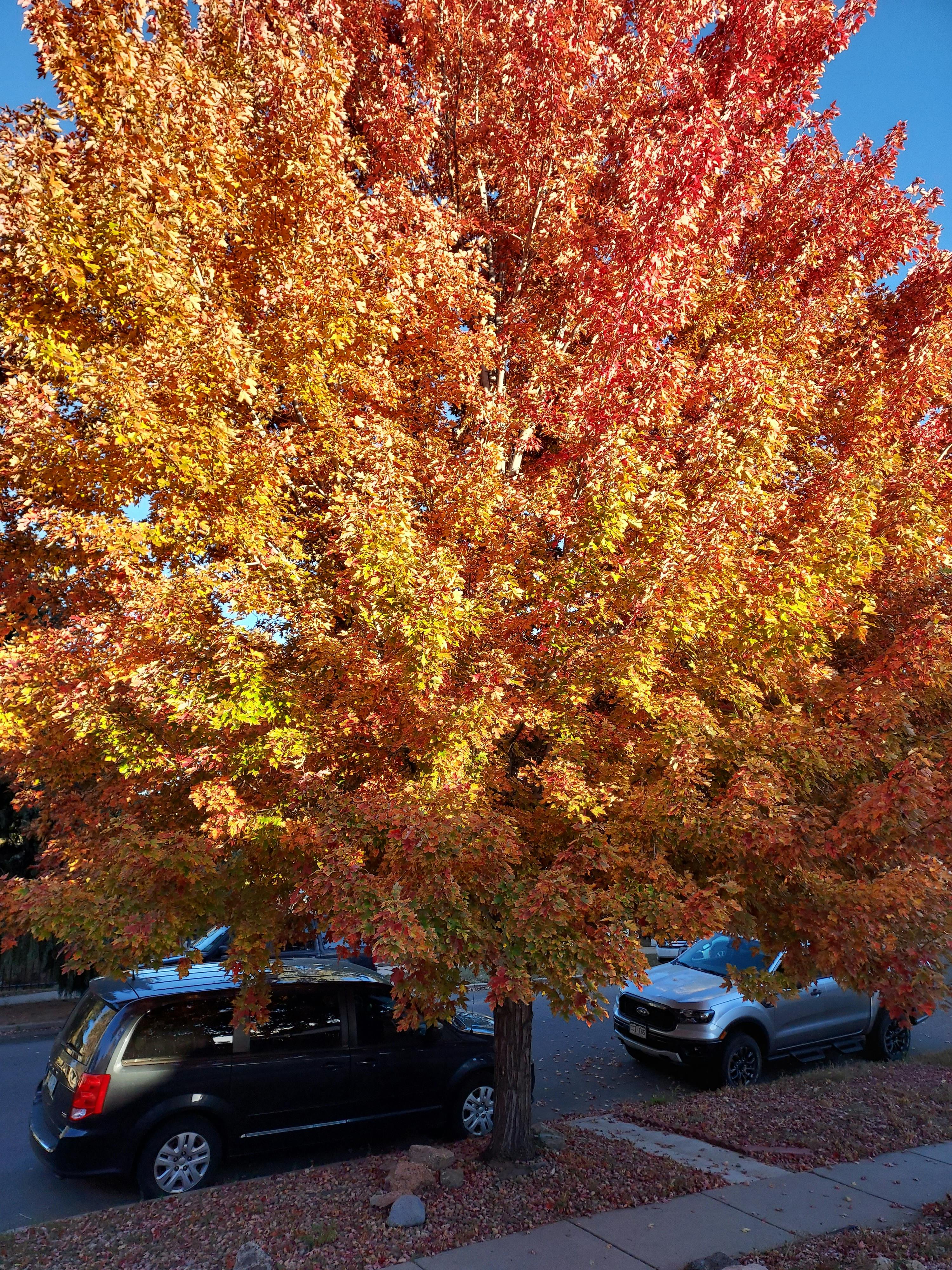 large yellow and red maple tree