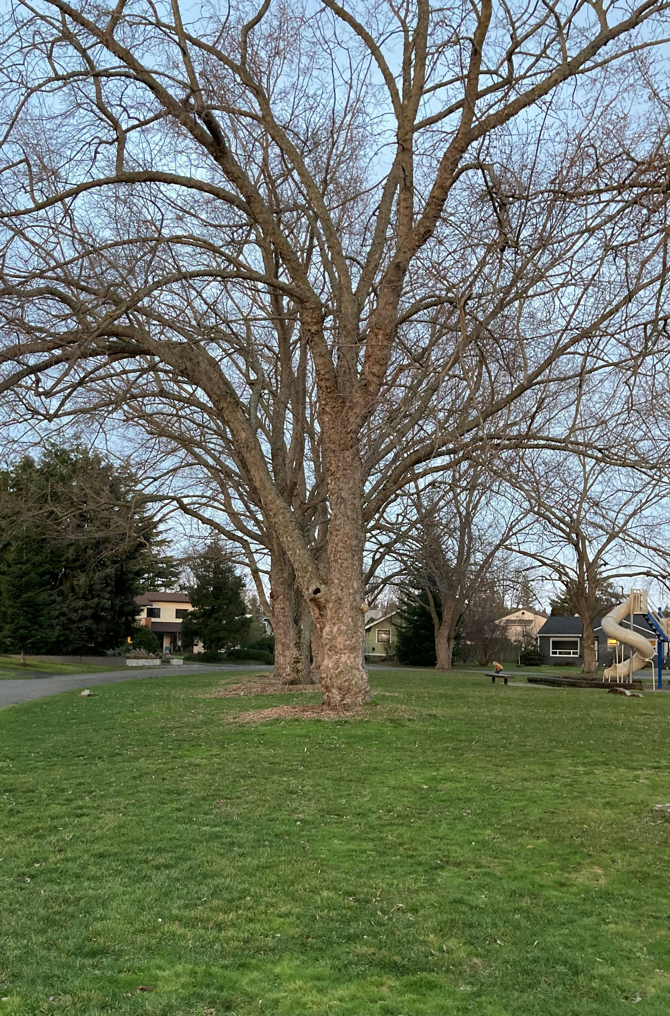 Silver Maple with playground.jpg