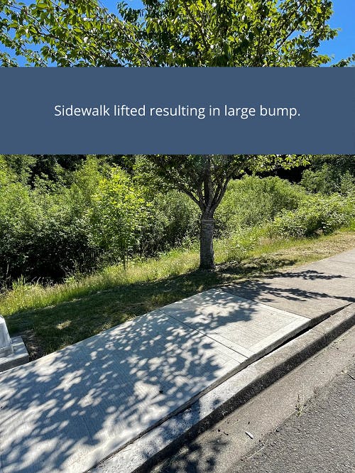 Sidewalk lifted resulting in a large bump.