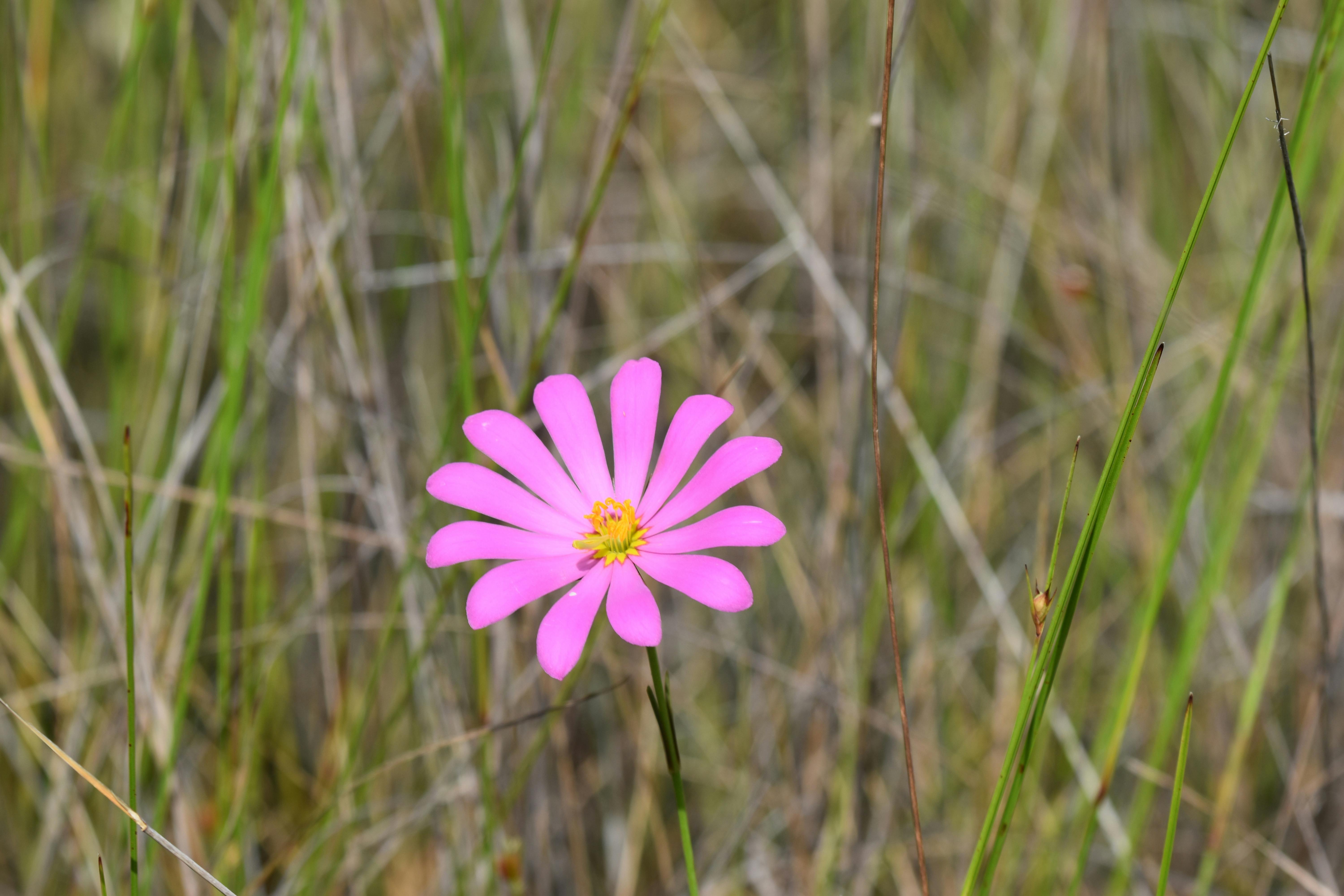 DSC_0218.JPG