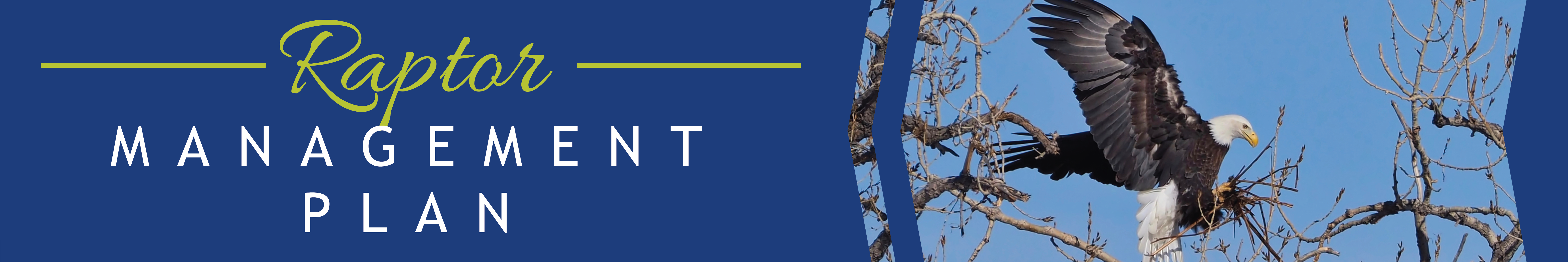 Broomfield Raptor Management Plan header image with a photo of a bald eagle landing on a nest