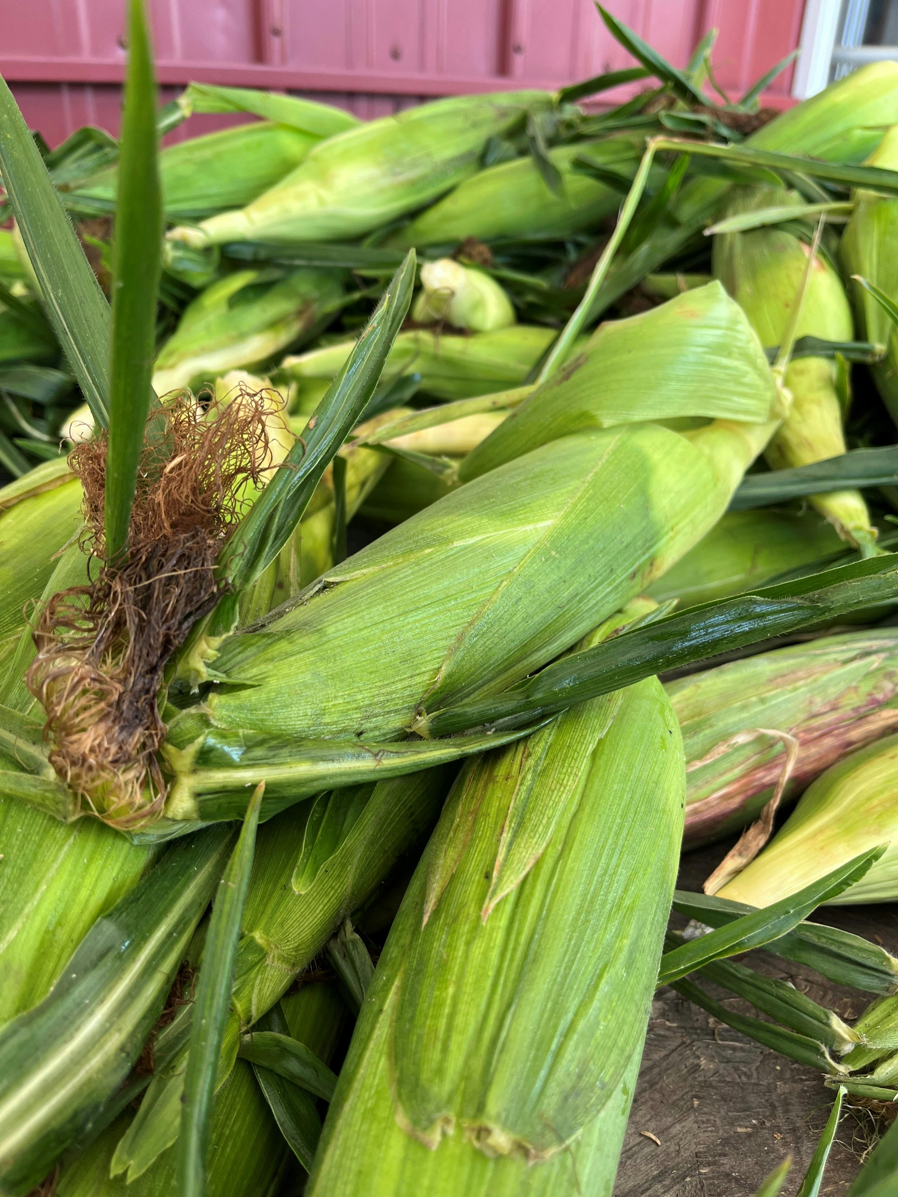 corn-fresh picked close-up.jpg