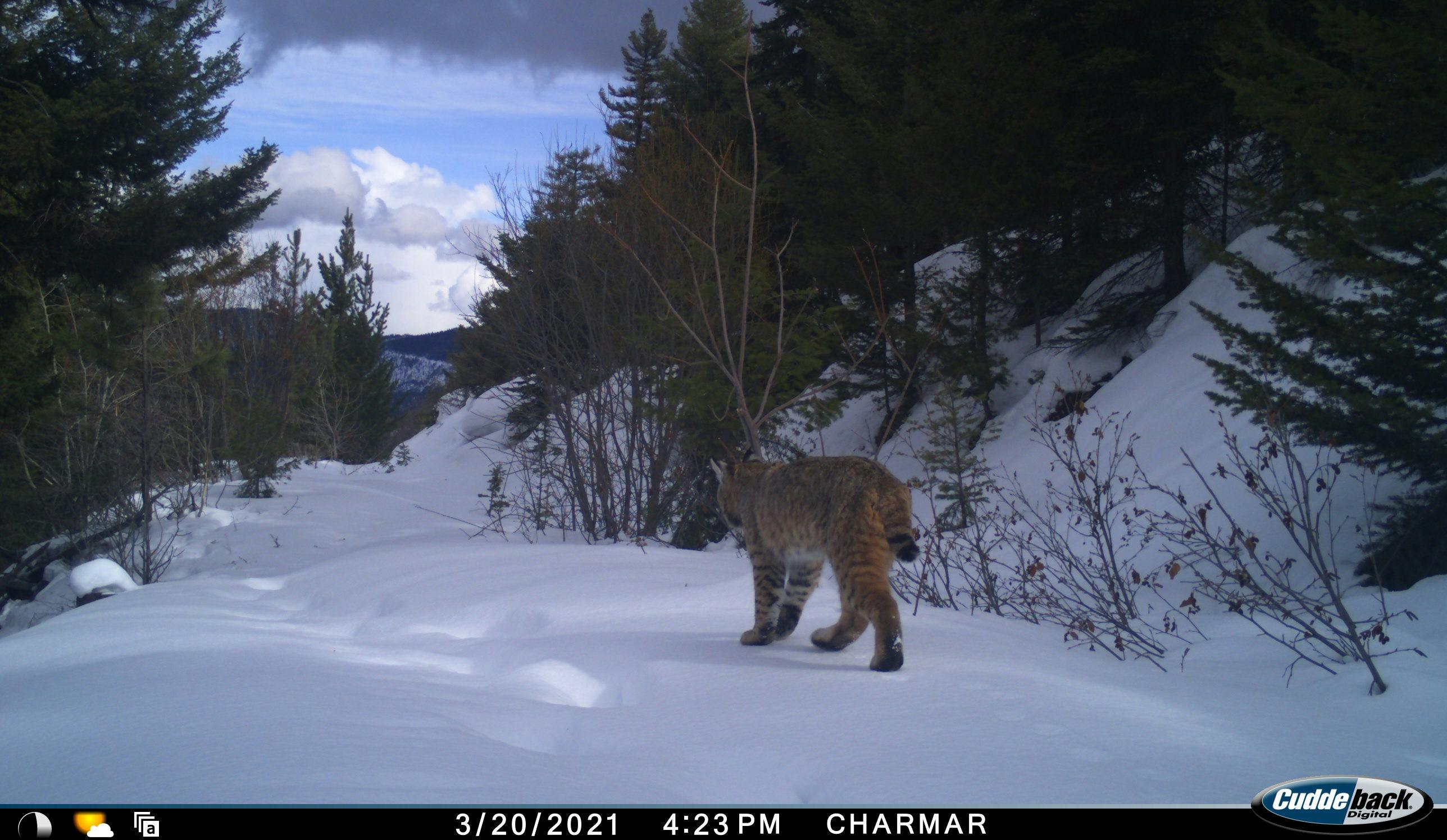 Bobcat on Mount Dean Stone in winter_Missoula Parks and Recreation.