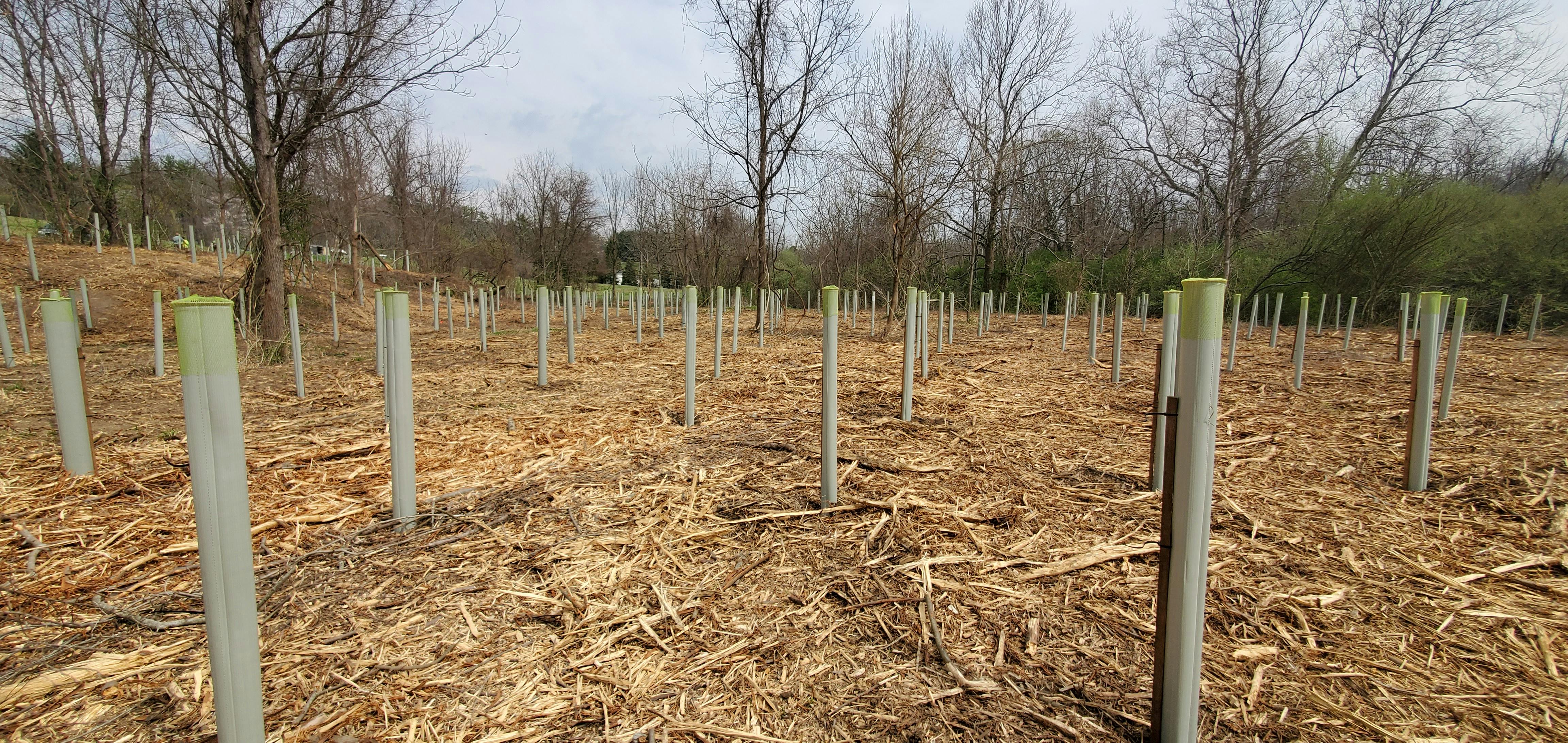 Around 1,000 native saplings planted at Heritage Park