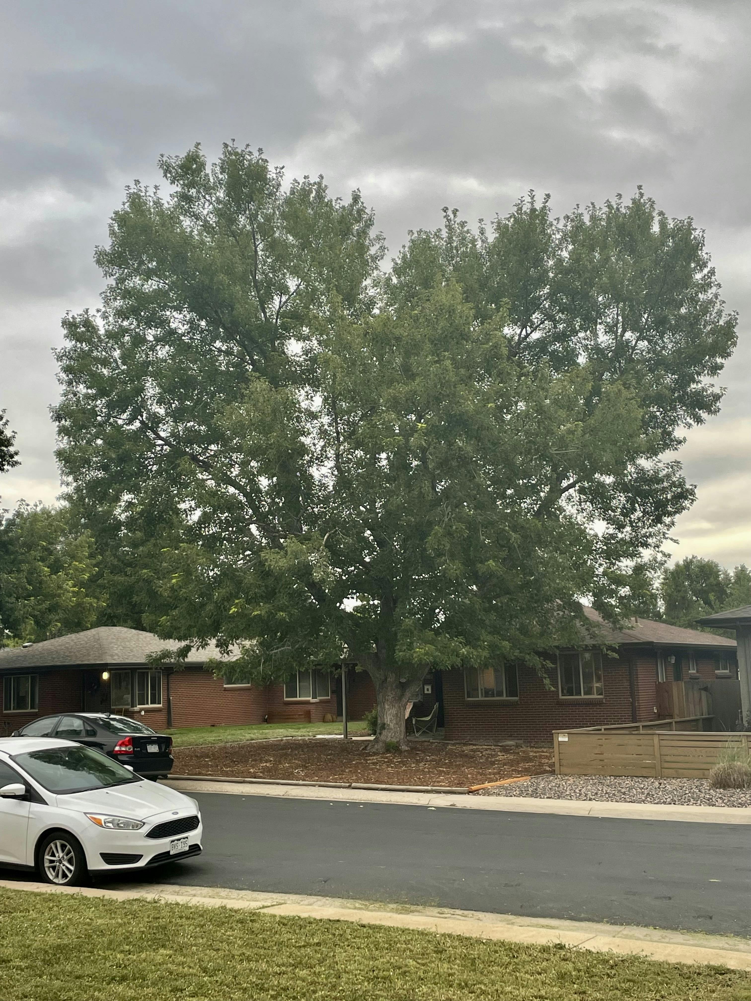 large green tree in front of home
