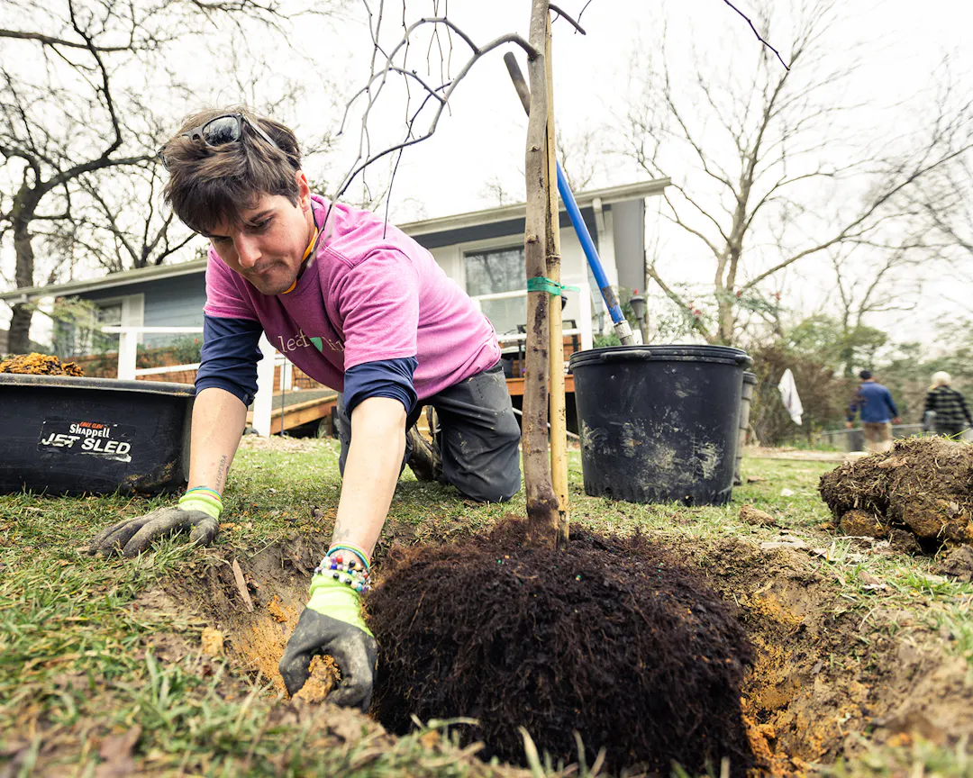 Person planting a tree in the Northside community