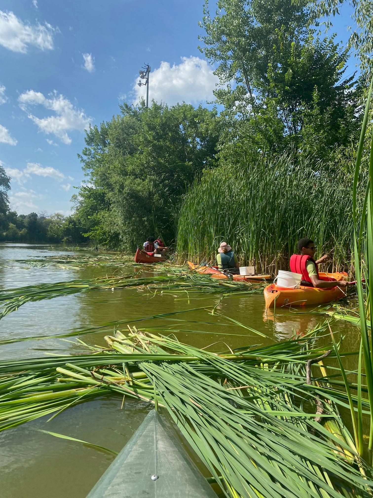 Volunteer Event_Washington Park Lagoon Cattail Removal 2024 (2).jpg