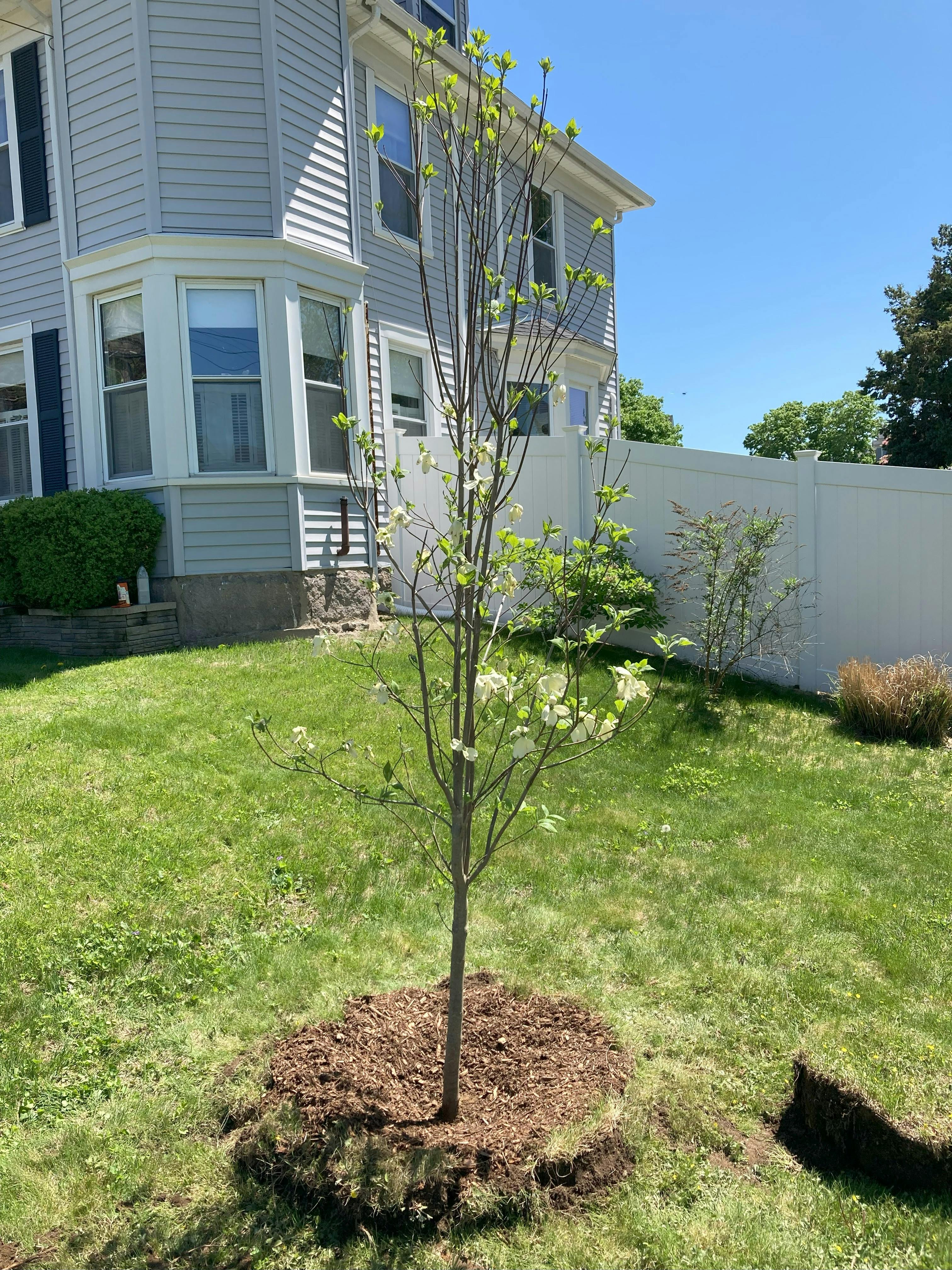 Spring Tree Planting_6.jpg